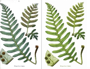 British fern retouched